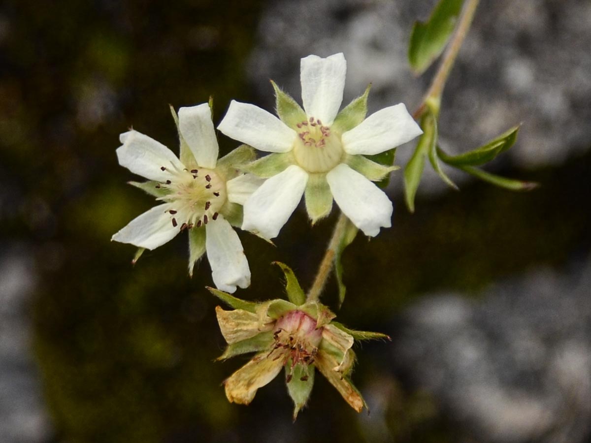 Bl&uuml;ten